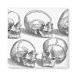 Five Skulls magnets
