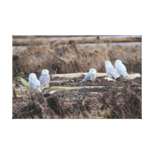 Five Snowy Owls Picture Canvas Prints