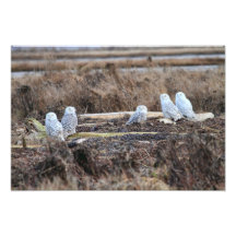 Five Snowy Owls Picture Photo