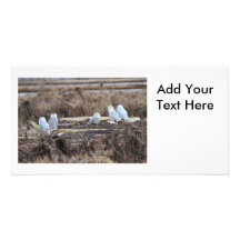 Five Snowy Owls Picture Picture Card