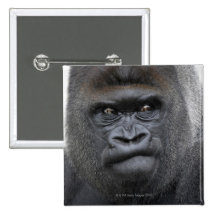 Flachlandgorilla, Gorilla gorilla, Buttons