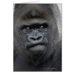 Flachlandgorilla, Gorilla gorilla, Greeting Cards