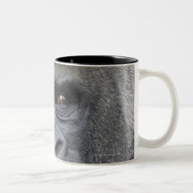 Flachlandgorilla, Gorilla gorilla, Mug