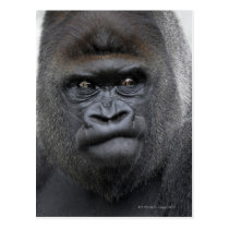 Flachlandgorilla, Gorilla gorilla, postcards