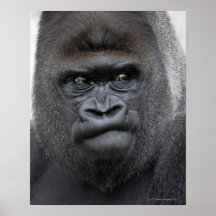 Flachlandgorilla, gorille de gorille, affiches