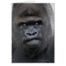 Flachlandgorilla, gorille de gorille, cartes de vœux