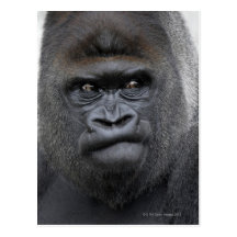 Flachlandgorilla, gorille de gorille, carte postale