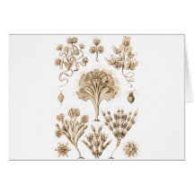 Flagellata Greeting Cards