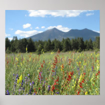 Flagstaff wildflowers print