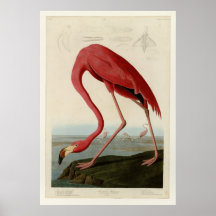 Flamant américain poster