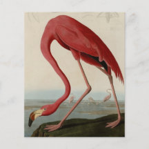 Flamant américain prospectus