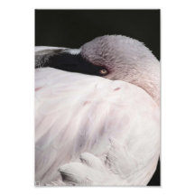 Flamant Impression Photographique