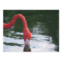Flamant rose carte postale