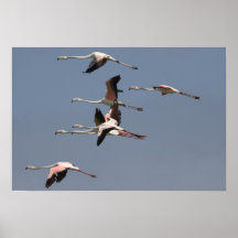 Flamants Posters