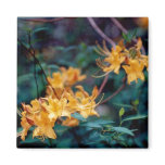 Flame Azalea Magnet