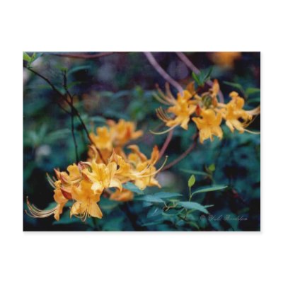 Flame Azalea Postcard by naturegirl7