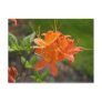 Flame Azalea Spring Post Card
