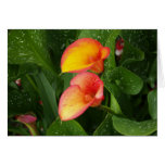Flame Calla. Greeting Card