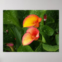 Flame Calla. posters