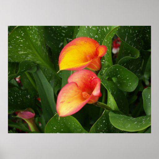 Flame Calla. Print