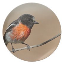 Flame Robin, Petroica Phoenicea Plate