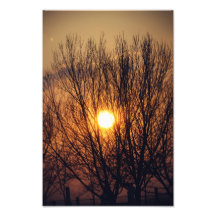 Flaming tree photograph