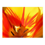 Flaming Tulip ~ postcard