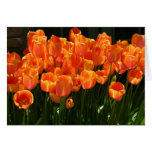 Flaming Tulips Cards