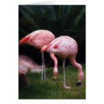 Flamingo - A set of Flamingos Greeting Cards