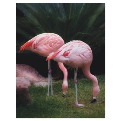 Flamingo - A set of Flamingos Letterhead by suburbanscenes