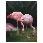 Flamingo - A set of Flamingos letterhead