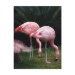 Flamingo - A set of Flamingos Postcard