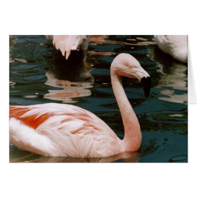 Flamingo Card by quetzal323
