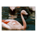 Flamingo Card