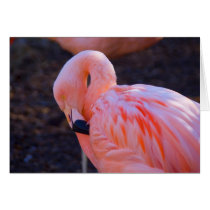 Flamingo Card
