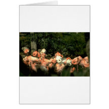 Flamingo Card