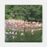 flamingo flock refrigerator magnet