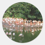 flamingo flock sticker