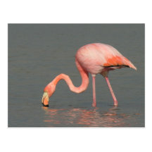 Flamingo greeting card postcard