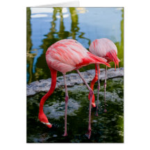 Flamingo Greeting Cards