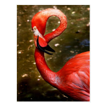 Flamingo head curved down post card