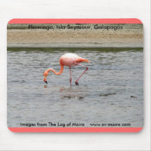 Flamingo, Isla Seymour, Galapagos Mousepad