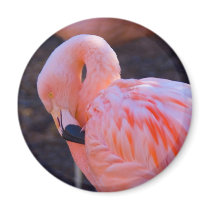 Flamingo Magnet