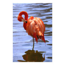 Flamingo on one leg in water