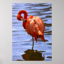Flamingo on one leg in water