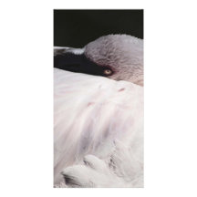 Flamingo Photo Card Template