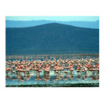 flamingo post card
