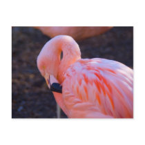 Flamingo Postcard