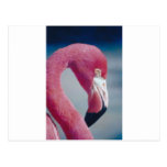 Flamingo Postcard