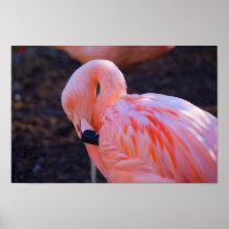 Flamingo Poster